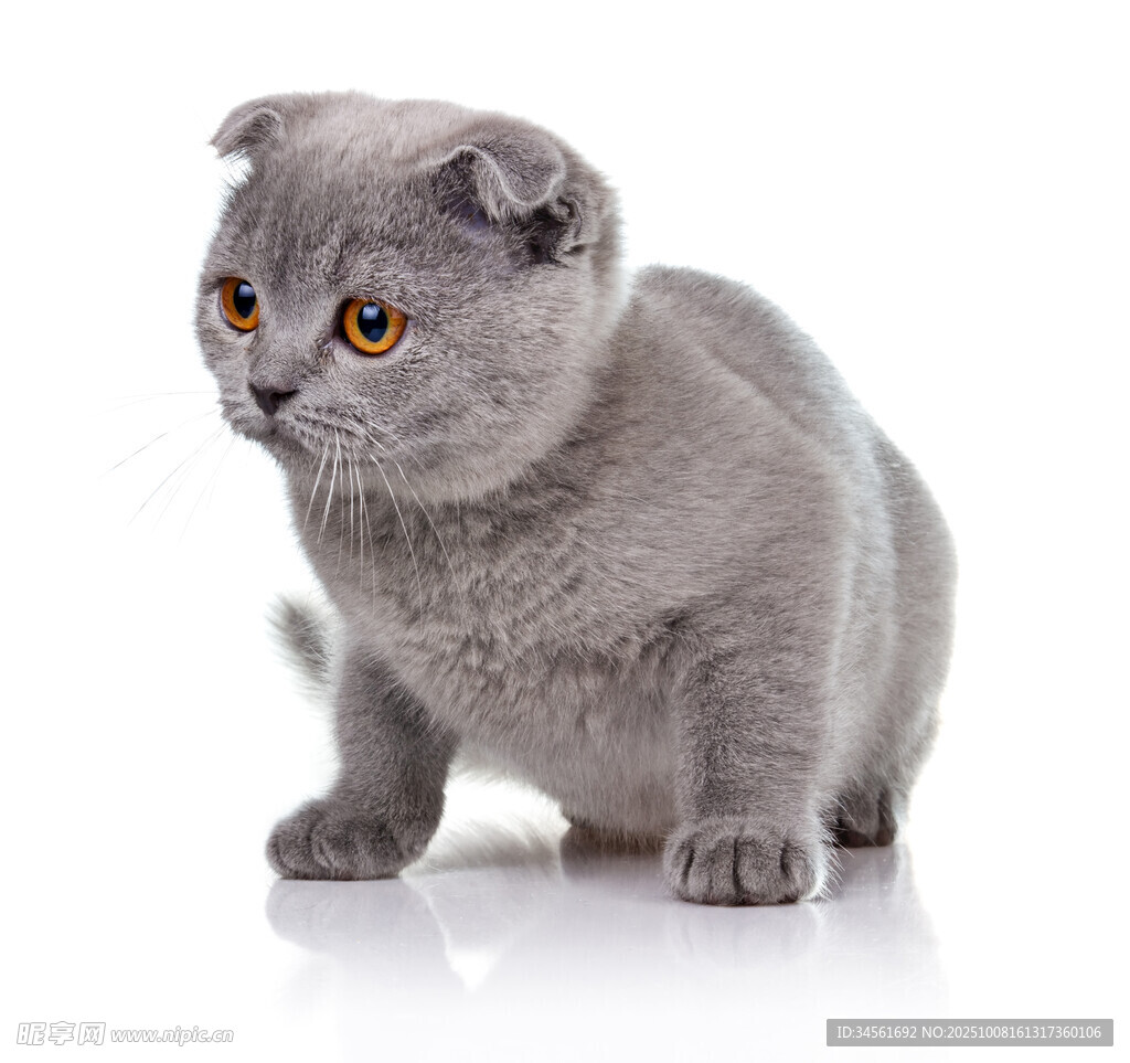 灰色折耳猫专注姿态