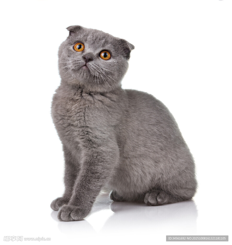 灰色折耳猫抬头凝视