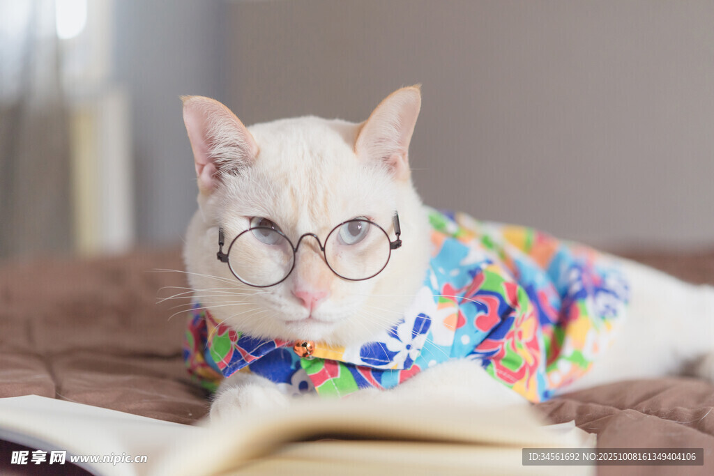 戴眼镜看书的时尚猫咪
