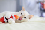 萌猫玩彩色玩具