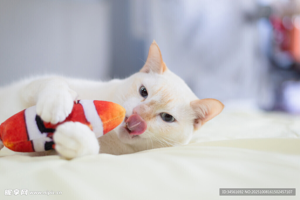 萌猫玩彩色玩具