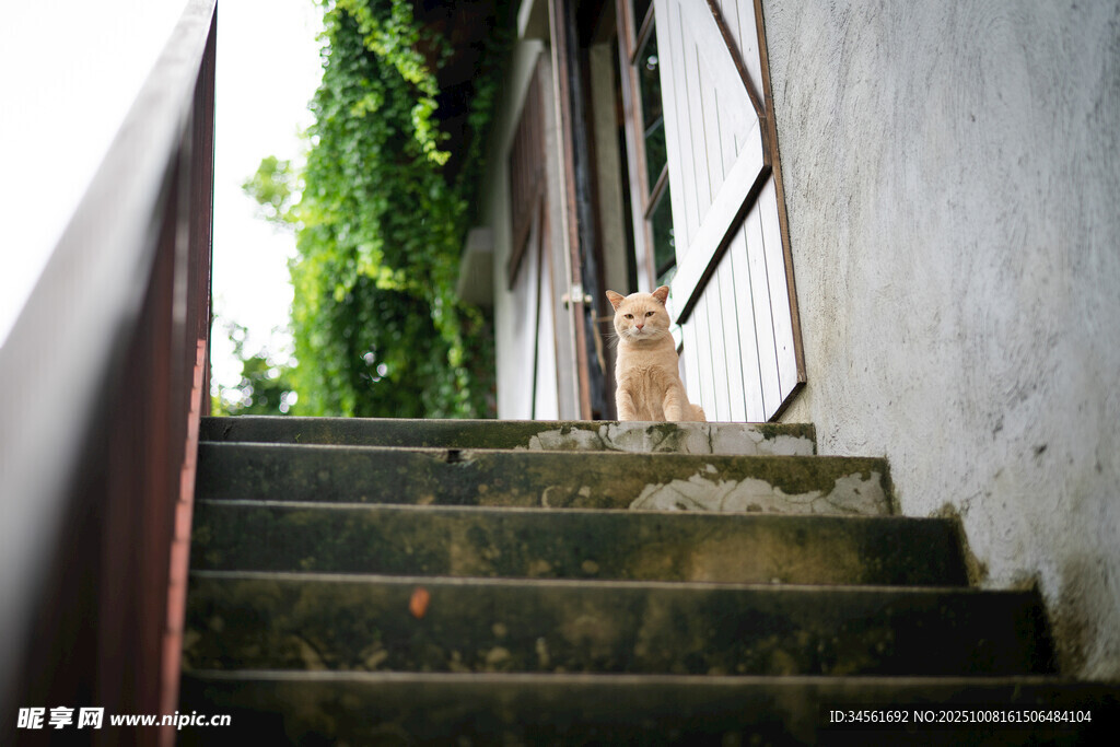 楼梯上的猫咪