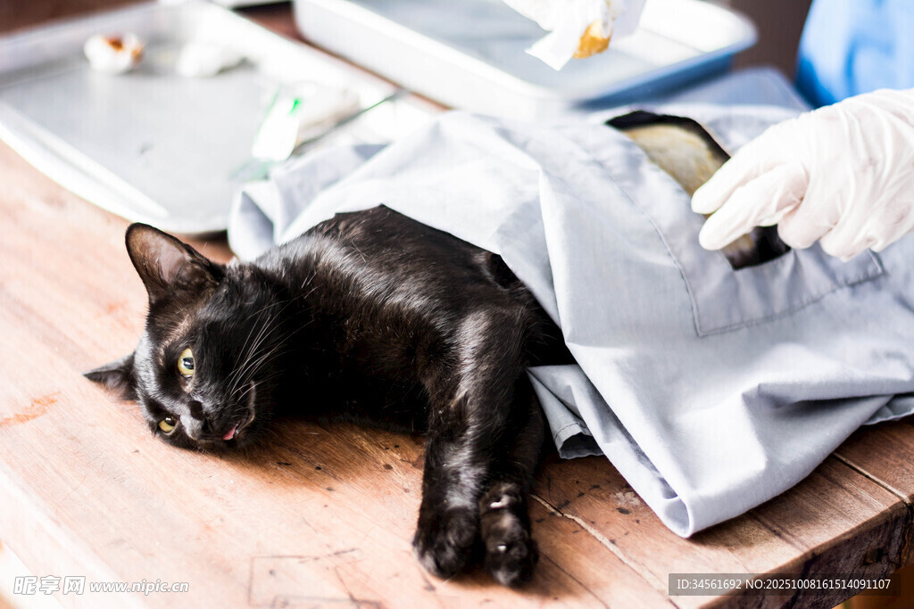 黑猫躺卧在布料上休息