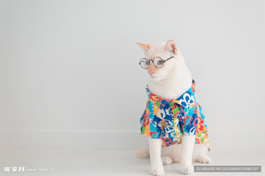 穿花衣的可爱猫咪