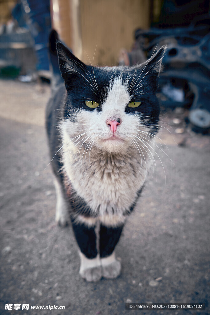 黑白花猫站在地面