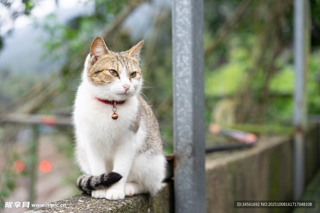 可爱猫咪坐于围栏处