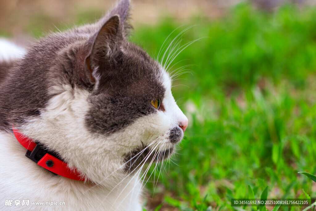 戴红项圈的猫咪