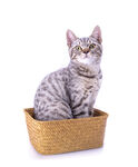 篮子里的可爱斑纹猫咪