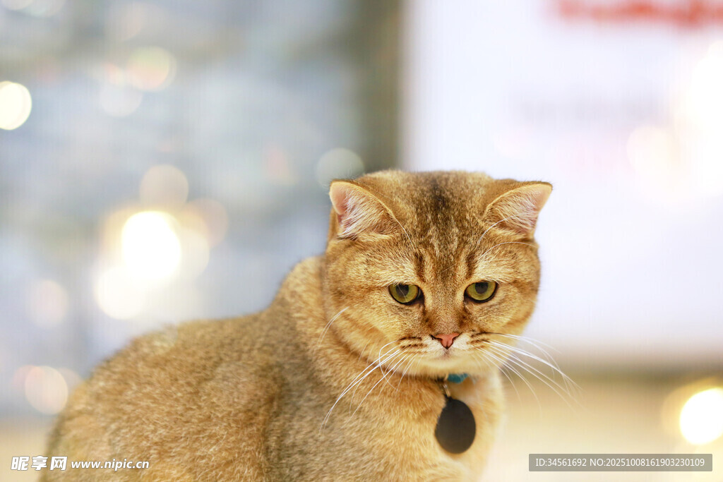 可爱金渐层猫咪特写