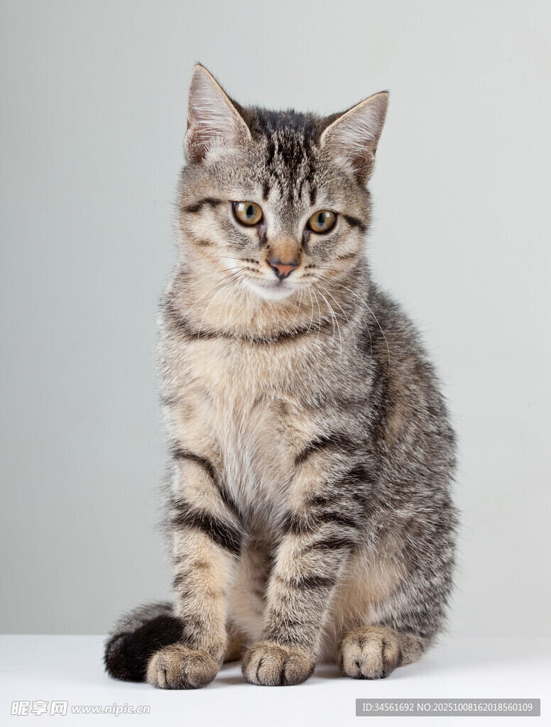 可爱虎斑猫端坐