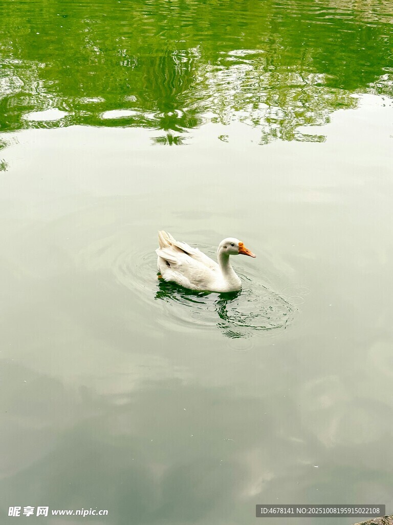 水中白鹅悠游
