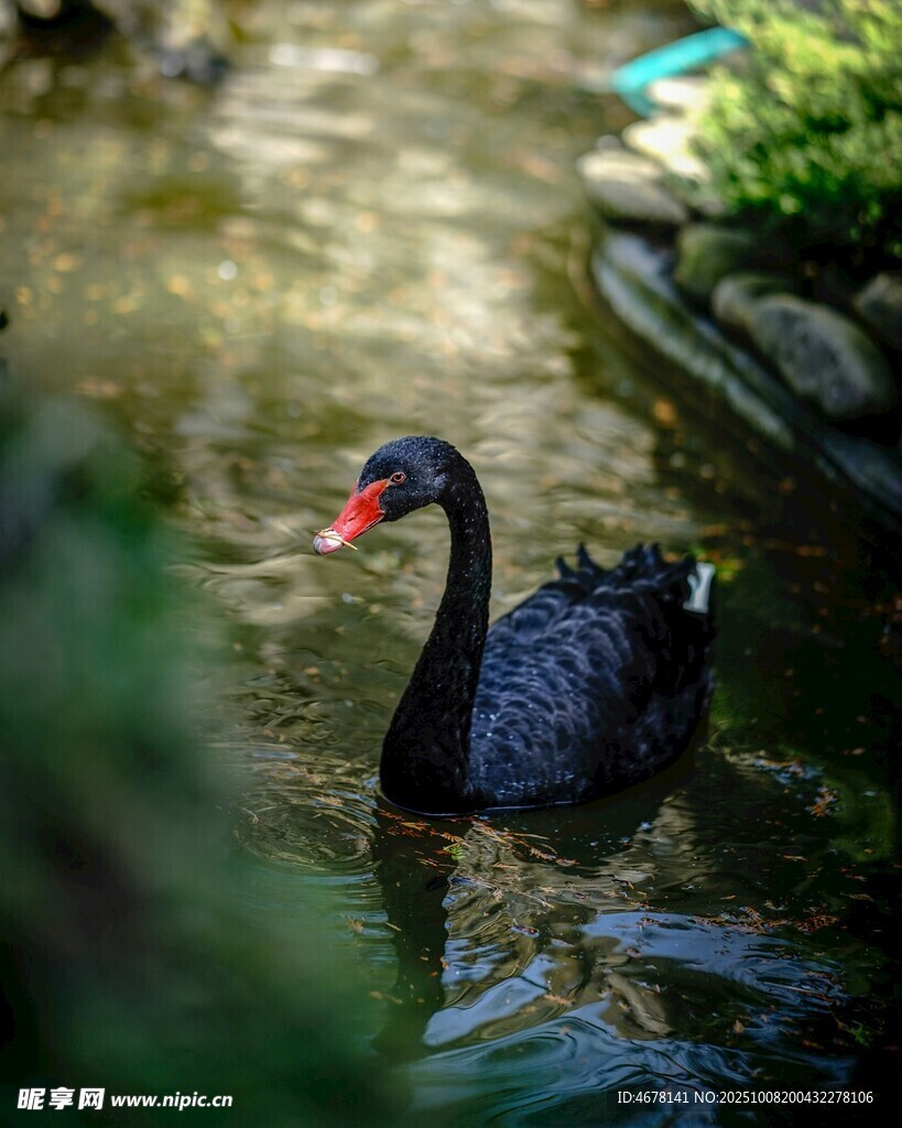池塘中的黑天鹅