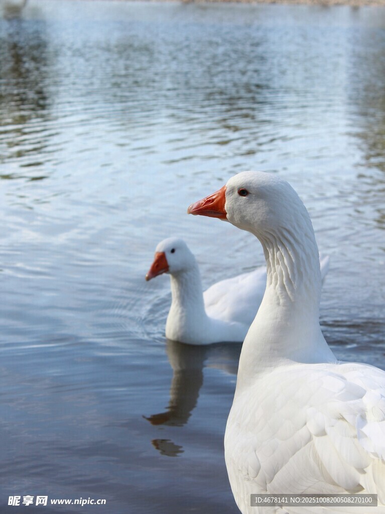 湖畔双鹅