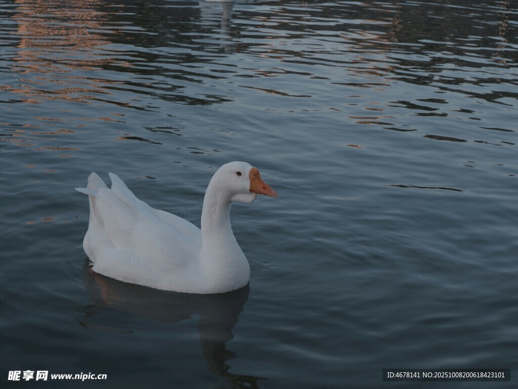 水中白鹅