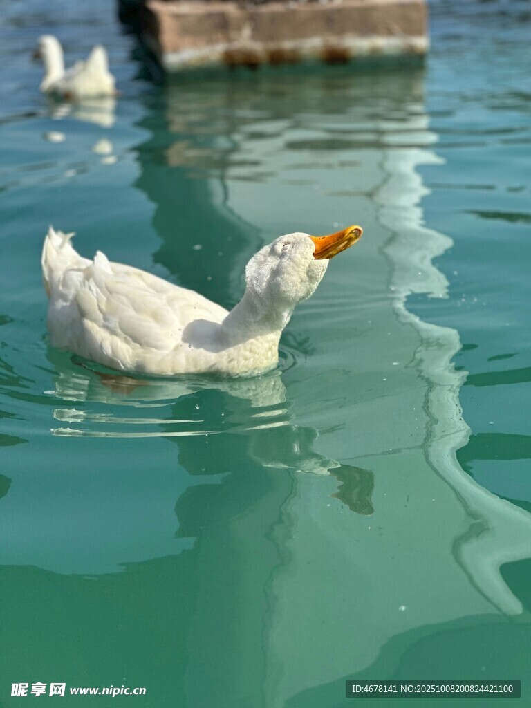 水中游弋的白鸭
