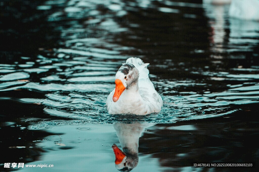 水中游弋的白鸭