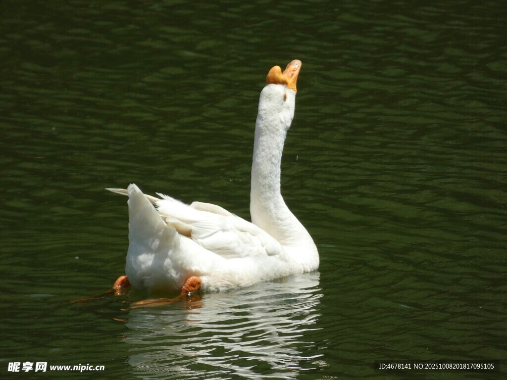 白鹅水中游