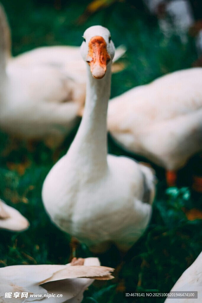 一群白鹅特写