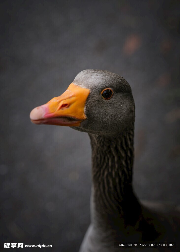 灰鹅特写