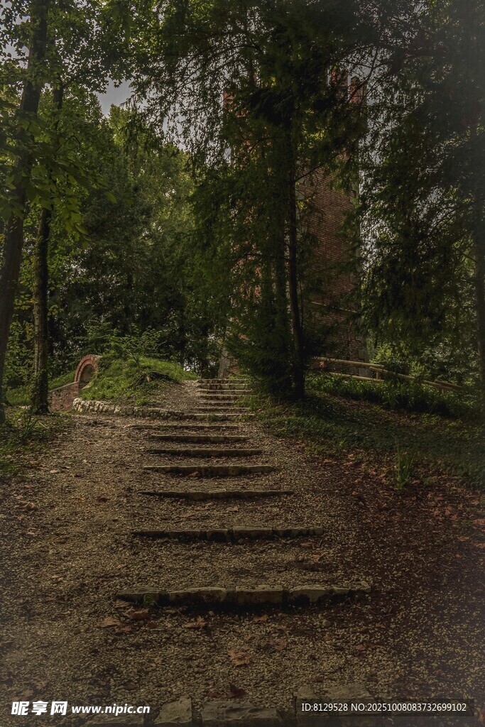 林间石阶小径静谧自然景