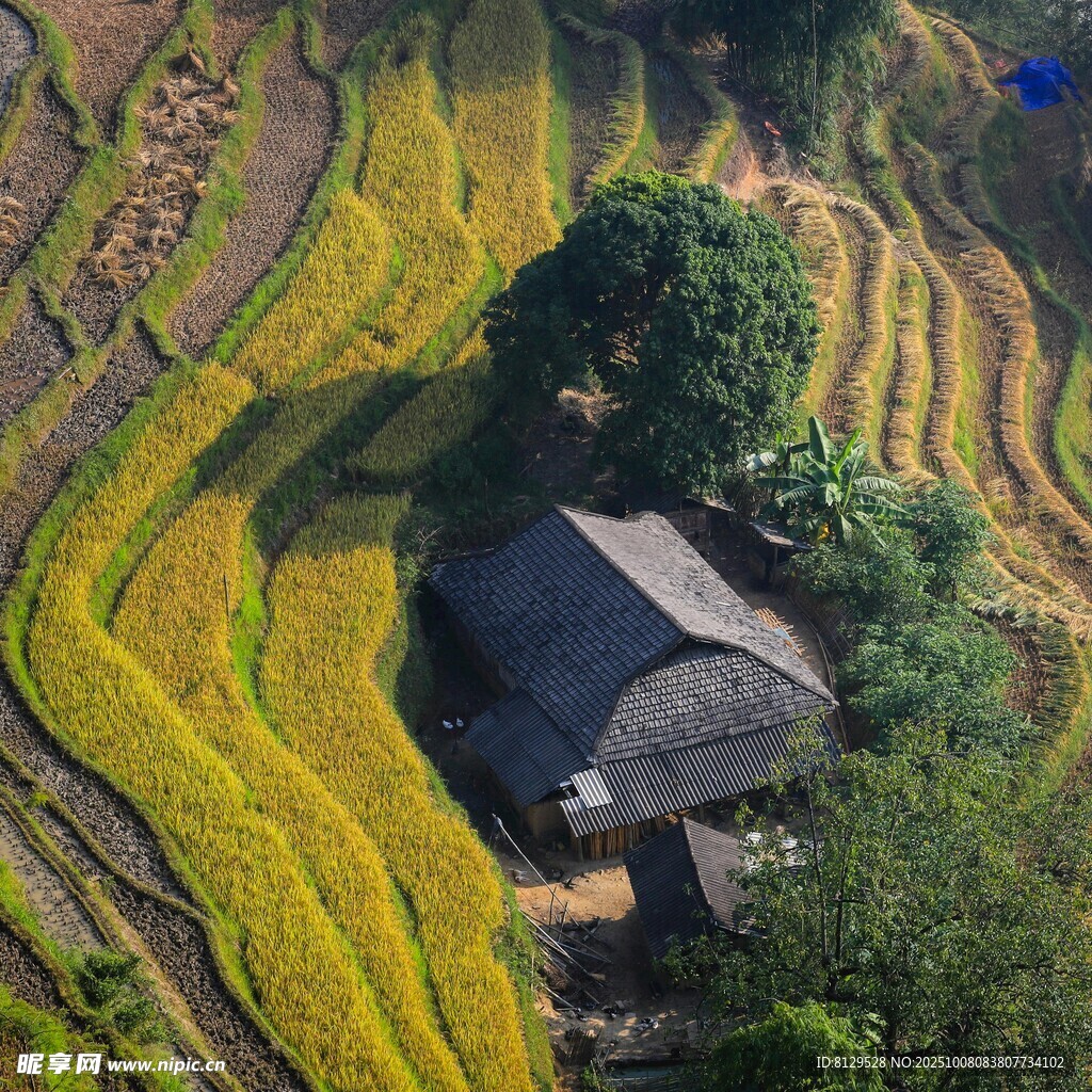 梯田中的古朴小屋