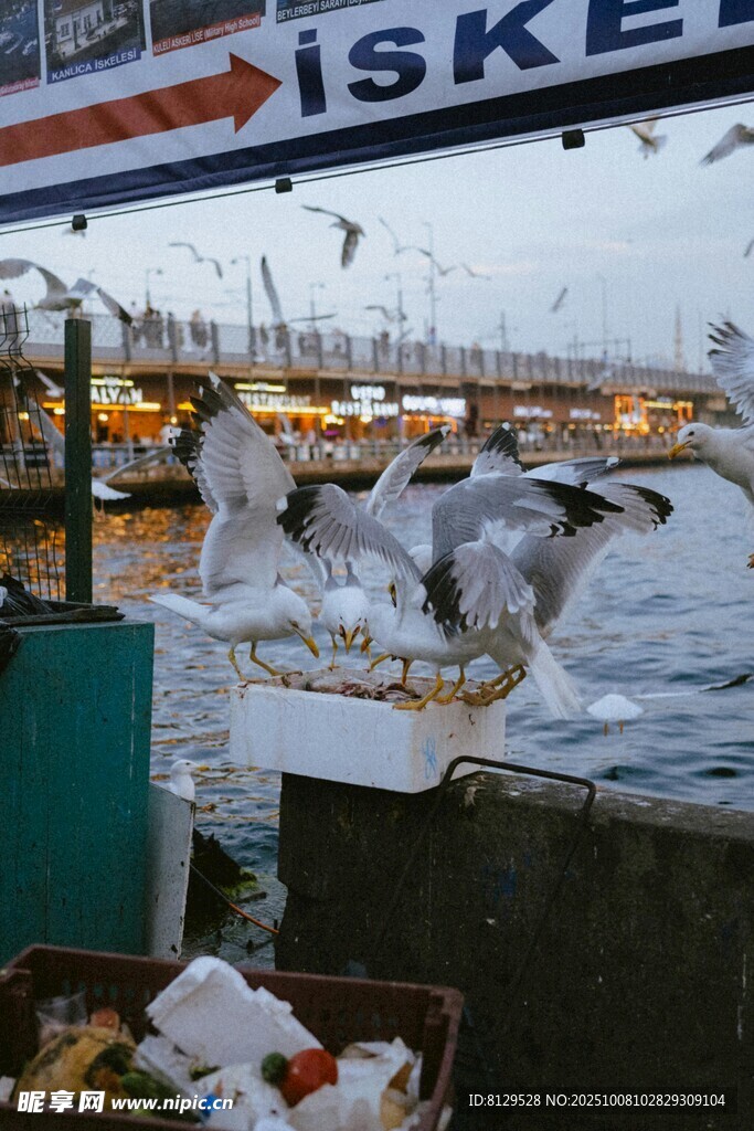 码头海鸥啄食垃圾场景