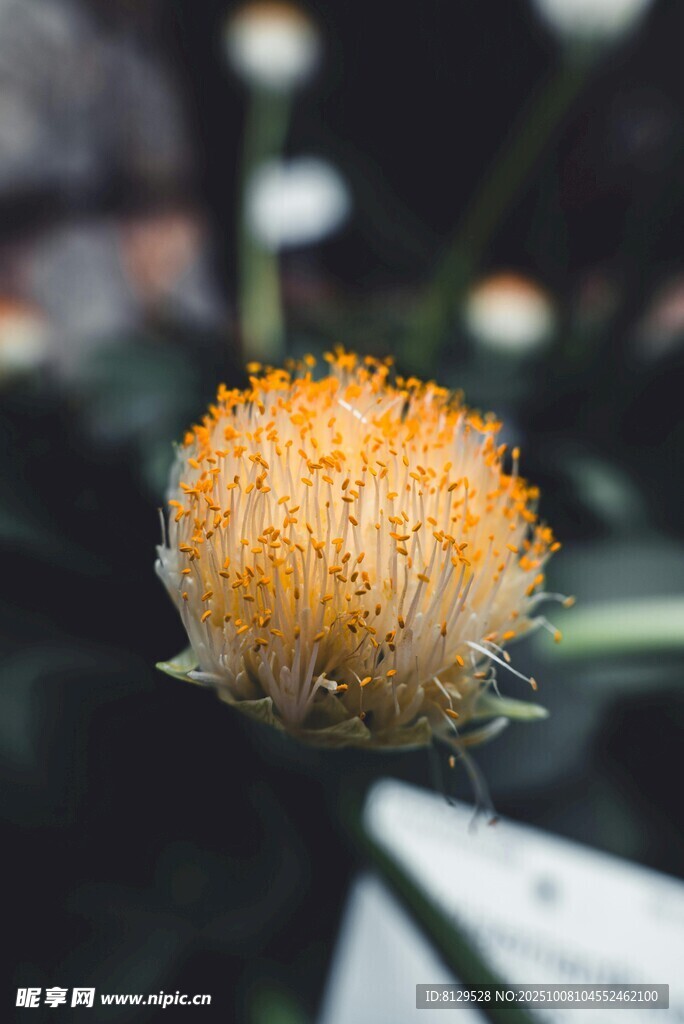 黄色绒毛小花特写