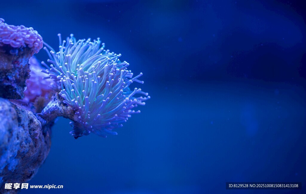 梦幻海葵海底绮丽景致