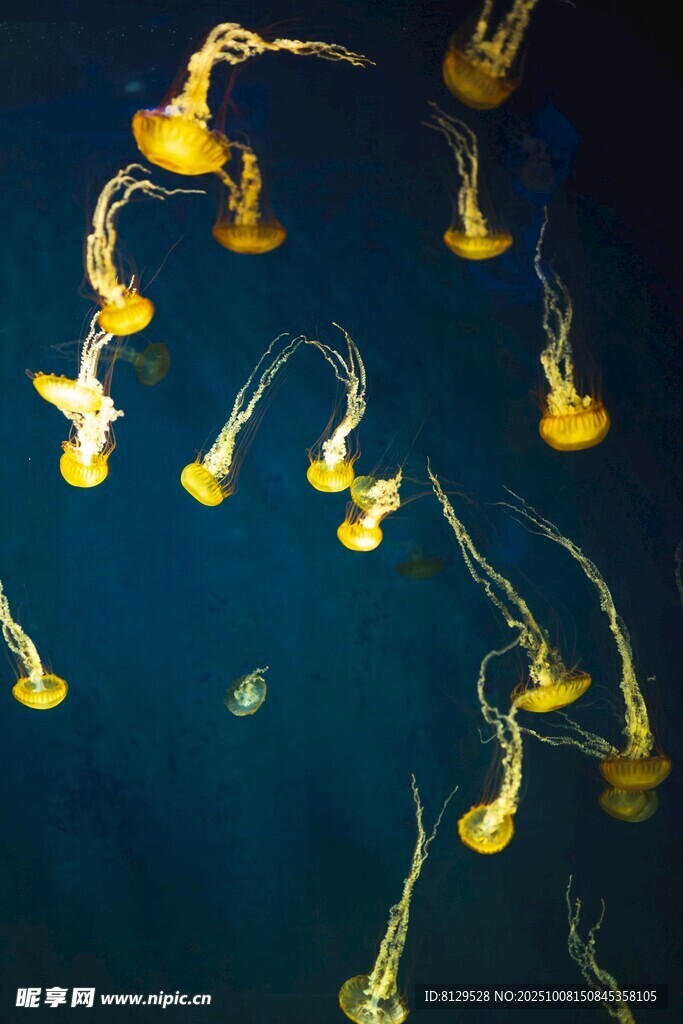 梦幻游动的黄色水母