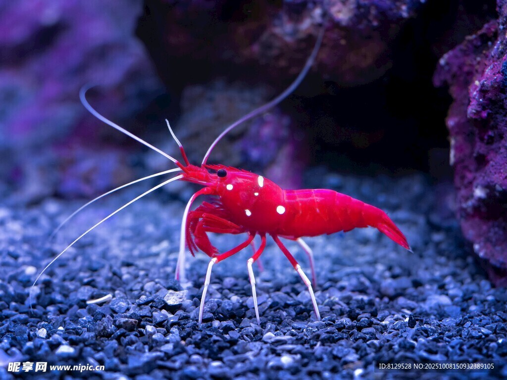 红色观赏虾尽显灵动之美