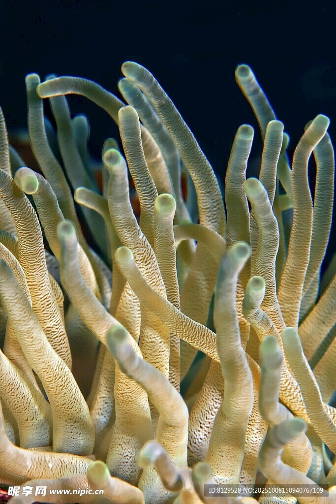 海葵特写
