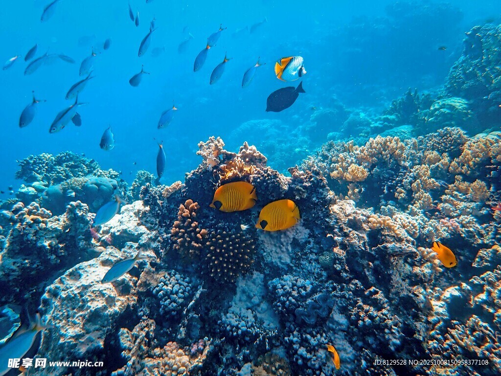 海底斑斓珊瑚与游鱼