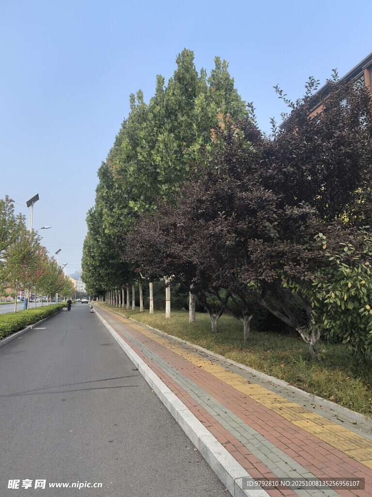 城市林荫道路景观