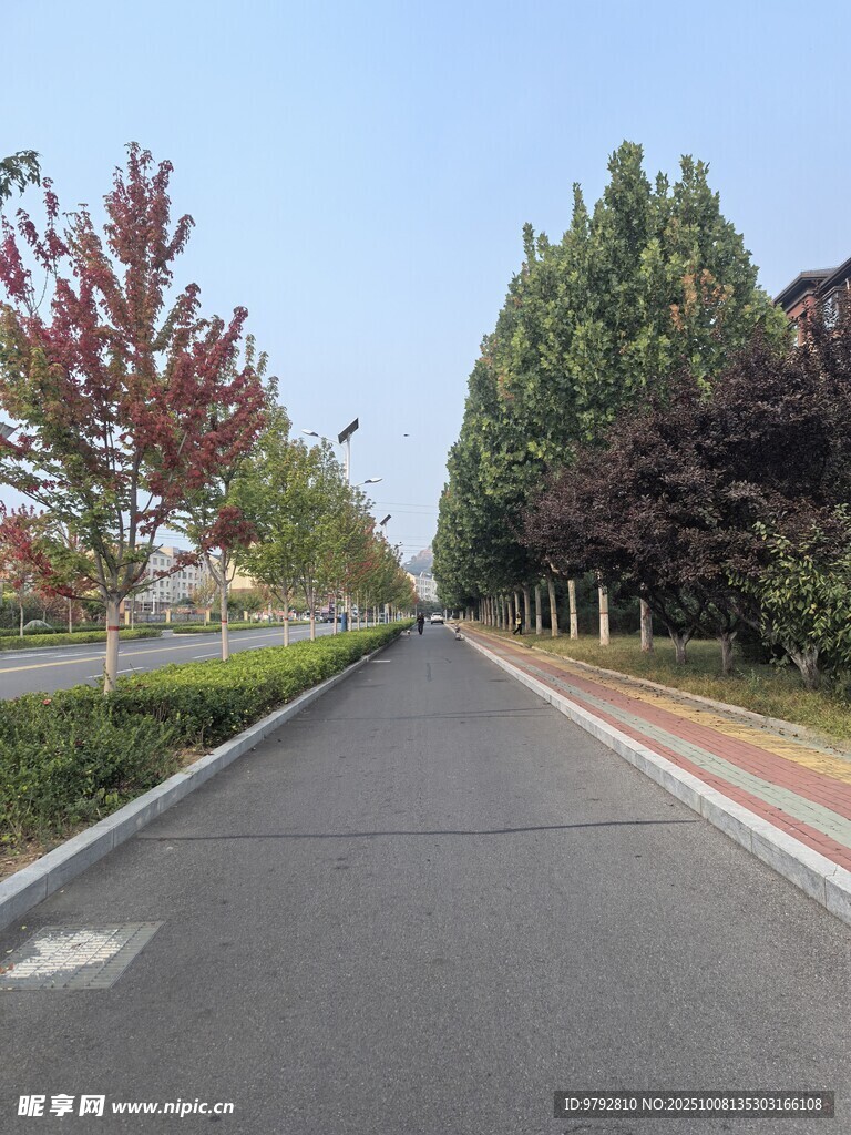 宽阔林荫道路景色宜人
