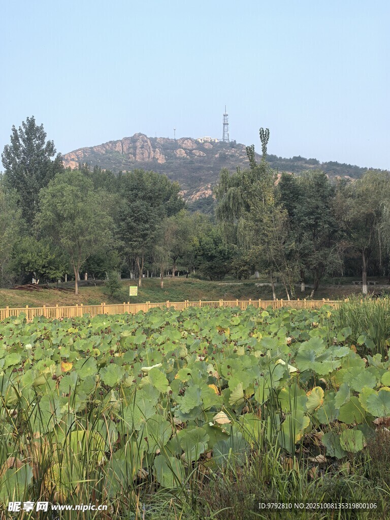 夏日荷塘风光