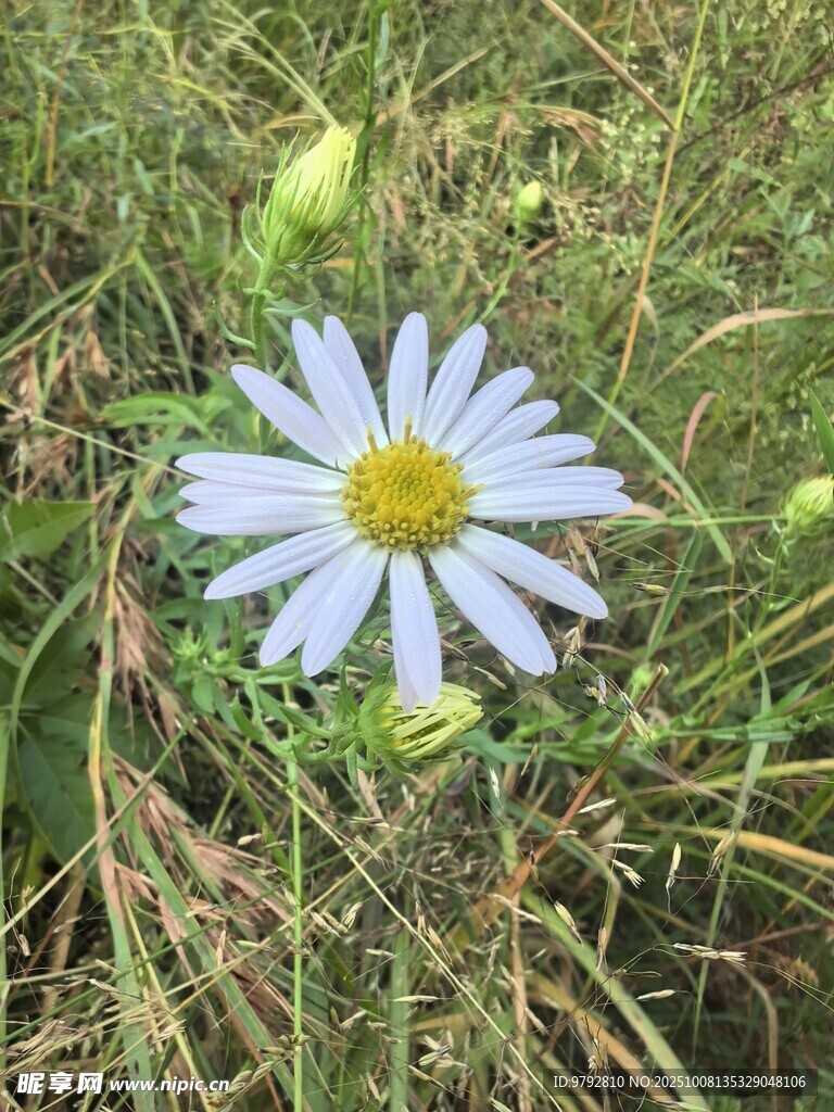 草地上的单朵白色雏菊