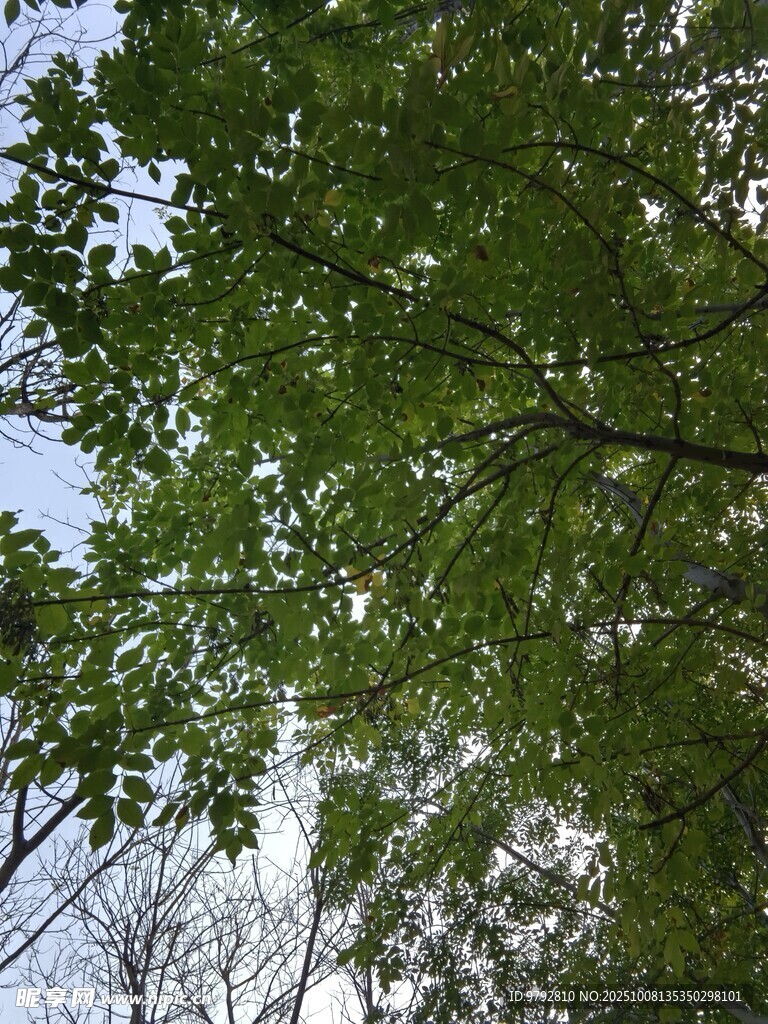 绿叶繁茂的树冠