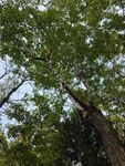 仰视繁茂绿树