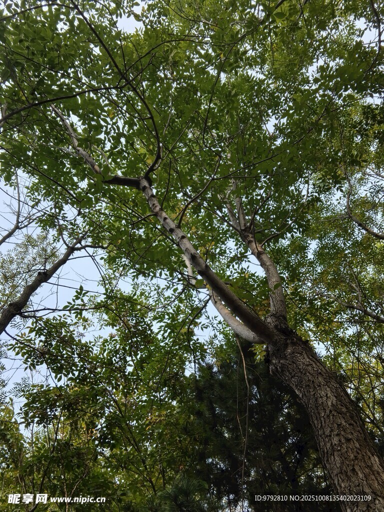 仰视繁茂绿树