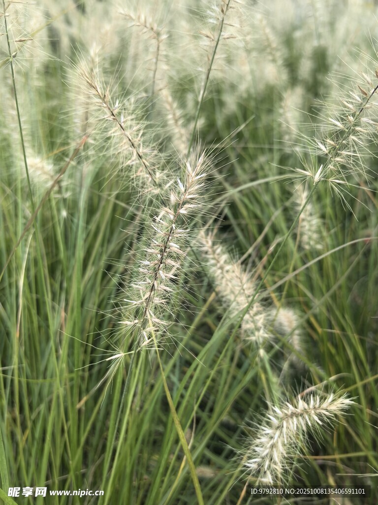 轻柔狗尾草自然清新景致