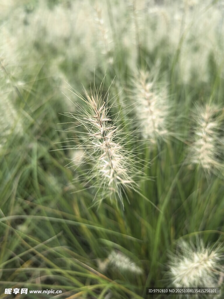 白色绒花在绿草丛中绽放