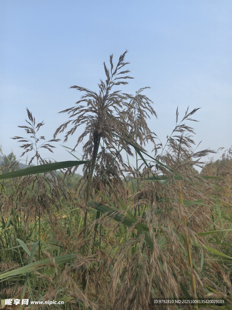 野外芦苇丛自然清新景
