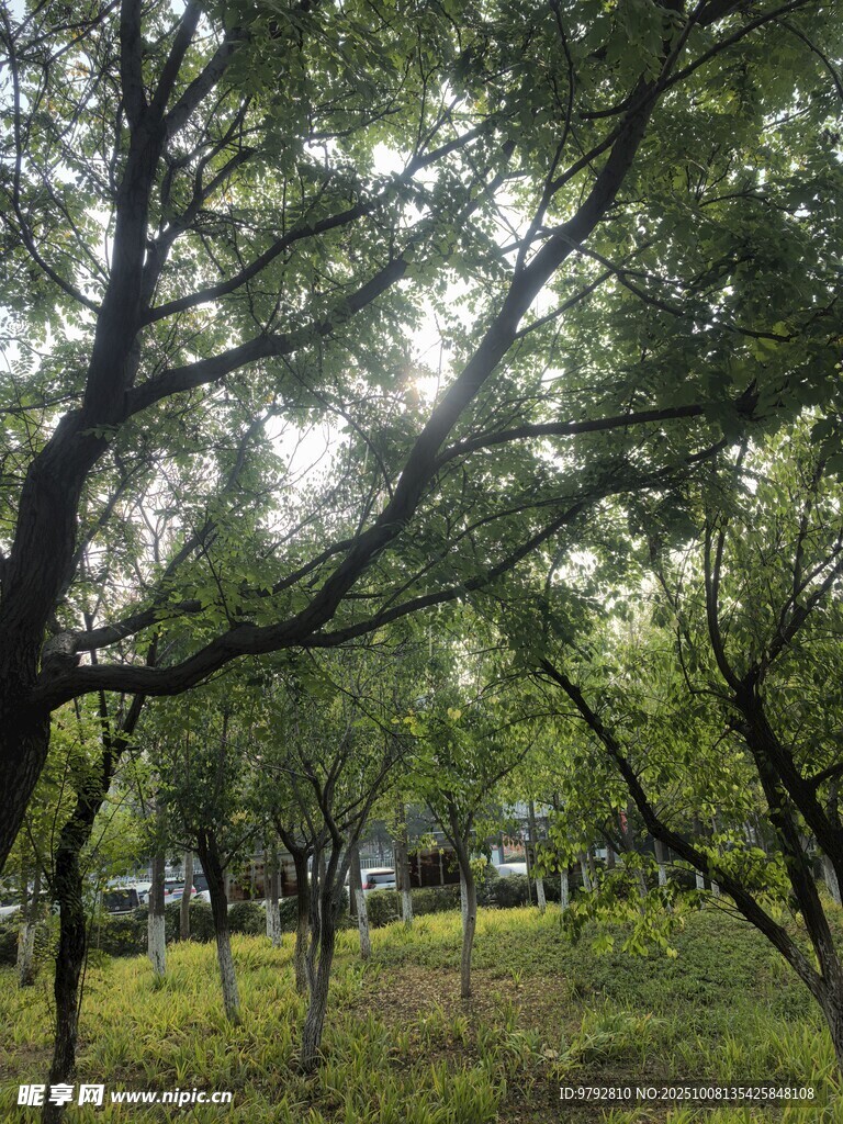林间绿意盎然的清新景致