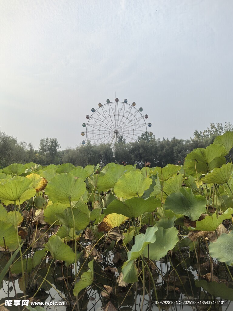 荷塘边的摩天轮美景