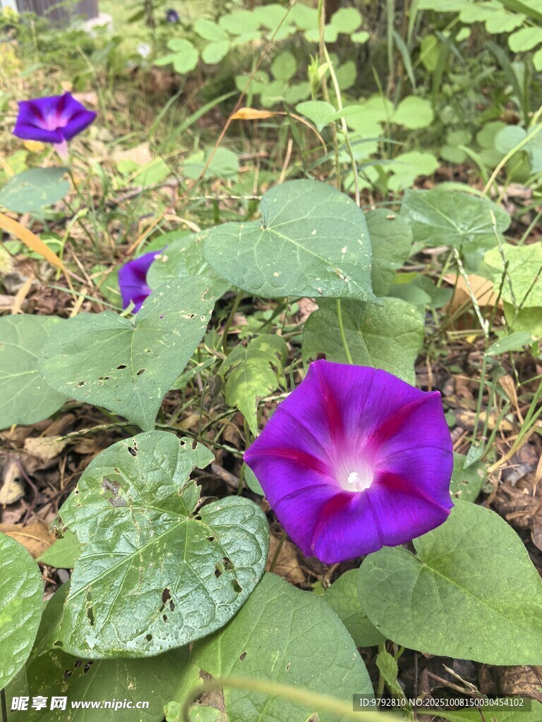 紫色牵牛花绽放于草丛