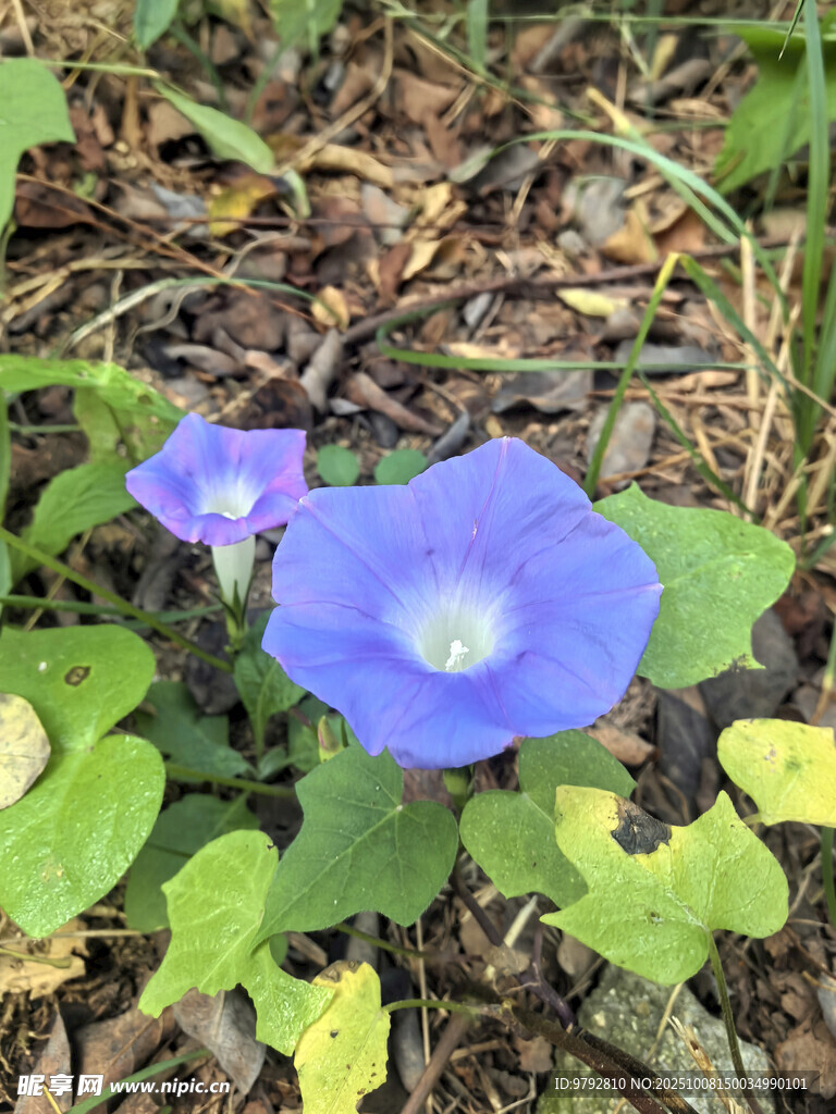 蓝紫色牵牛花绽放