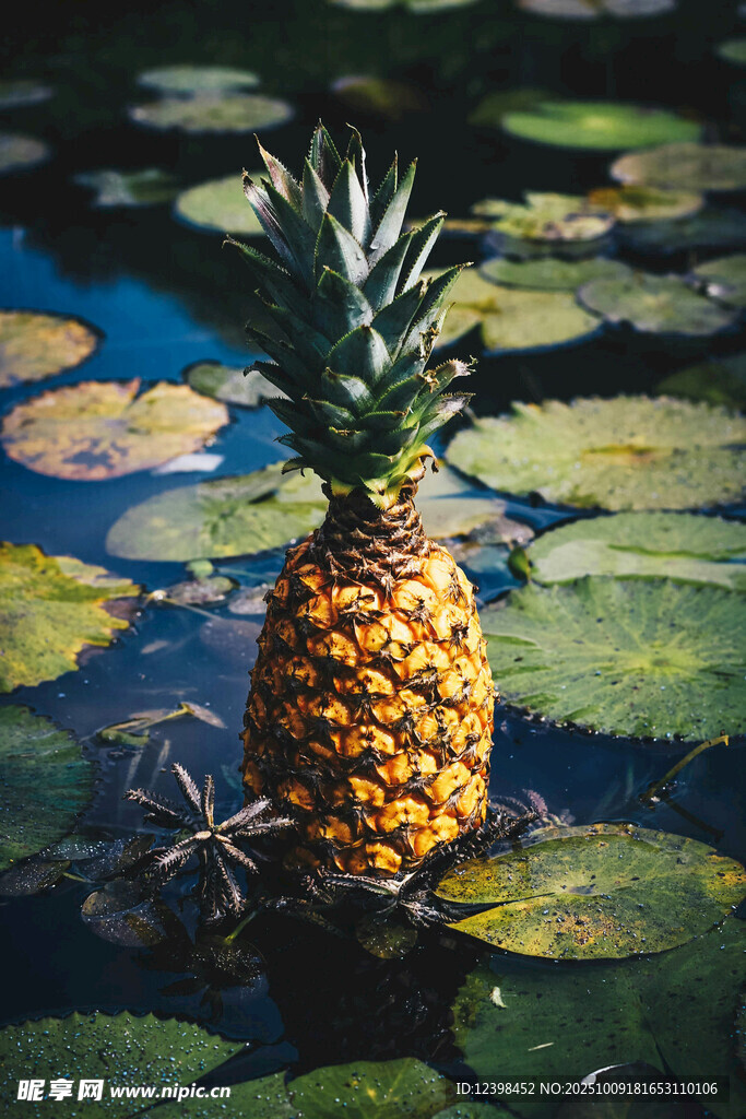 水中的菠萝