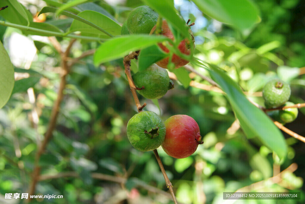 枝头红果绿叶相伴