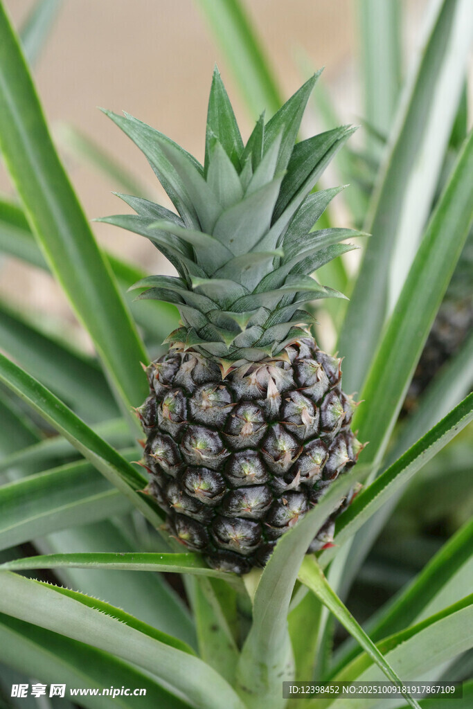 小菠萝植株特写