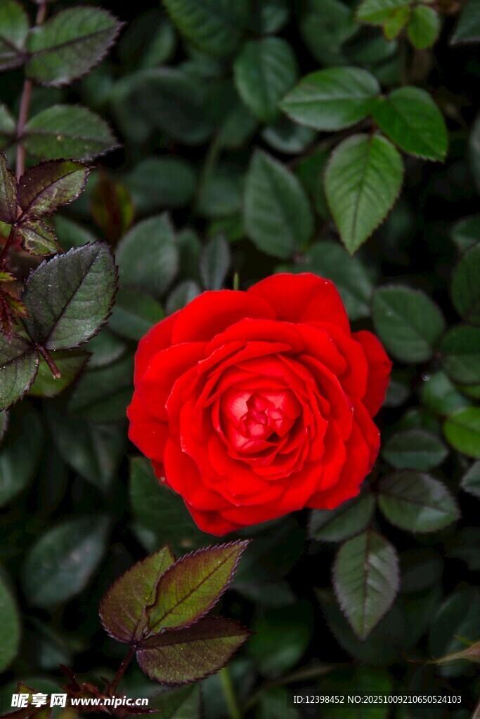 娇艳红玫瑰绽放绿叶间